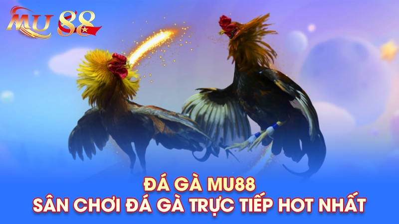 Đá gà Mu88 - Sân chơi đá gà trực tiếp hot nhất